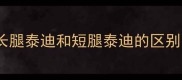 长腿泰迪和短腿泰迪的区别