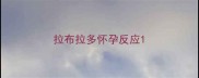 拉布拉多怀孕反应