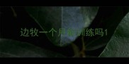 边牧一个月能训练吗