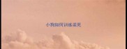 小狗如何训练装死