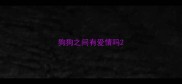 狗狗之间有爱情吗