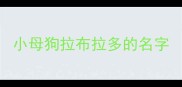 小母狗拉布拉多的名字