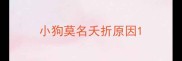 小狗莫名夭折原因