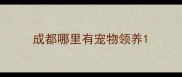 成都哪里有宠物领养