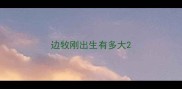 边牧刚出生有多大