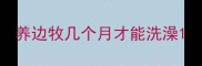 养边牧几个月才能洗澡