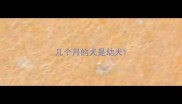 几个月的犬是幼犬