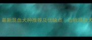 边牧配种指南最新混血犬种推荐及优缺点边牧混血犬性格培养全攻略