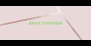 金毛犬几个月可以打疫苗