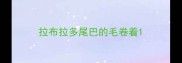 拉布拉多尾巴的毛卷着