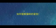 如何缓解猫咪的紧张