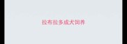 拉布拉多成犬饲养