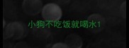 小狗不吃饭就喝水