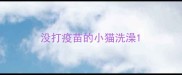 没打疫苗的小猫洗澡