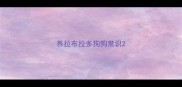 养拉布拉多狗狗常识