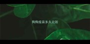 狗狗疫苗多久见效