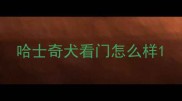 哈士奇犬看门怎么样