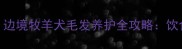 边牧毛色变浅怎么办边境牧羊犬毛发养护全攻略饮食搭配与专业护理指南