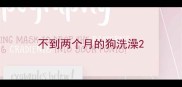 不到两个月的狗洗澡