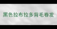 黑色拉布拉多背毛卷发