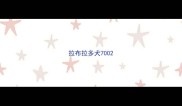 拉布拉多犬700