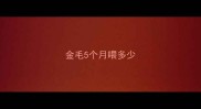 金毛5个月喂多少