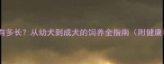 昆明犬寿命有多长从幼犬到成犬的饲养全指南附健康养护要点