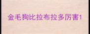 金毛狗比拉布拉多厉害