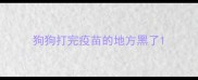 狗狗打完疫苗的地方黑了