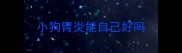 小狗胃炎能自己好吗