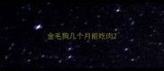 金毛狗几个月能吃肉