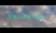 怎样训边牧不爬人