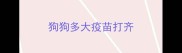 狗狗多大疫苗打齐
