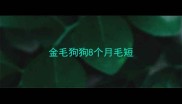 金毛狗狗8个月毛短