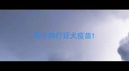 带小狗打狂犬疫苗