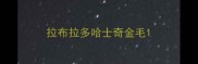 拉布拉多哈士奇金毛
