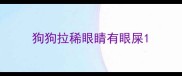狗狗拉稀眼睛有眼屎