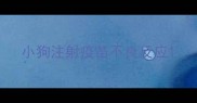小狗注射疫苗不良反应