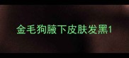 金毛狗腋下皮肤发黑