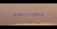 泰迪狗几个月要驱虫