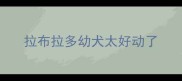 拉布拉多幼犬太好动了