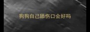 狗狗自己舔伤口会好吗