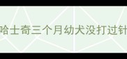 哈士奇三个月幼犬没打过针