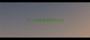 五个月的杜宾吃什么