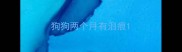 狗狗两个月有泪痕