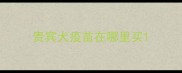 贵宾犬疫苗在哪里买