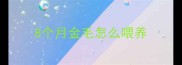 8个月金毛怎么喂养