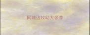 同城边牧幼犬领养