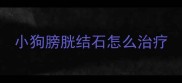 小狗膀胱结石怎么治疗