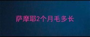 萨摩耶2个月毛多长